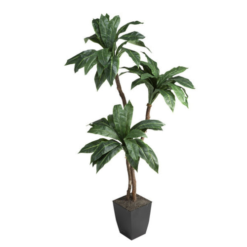 Plantas