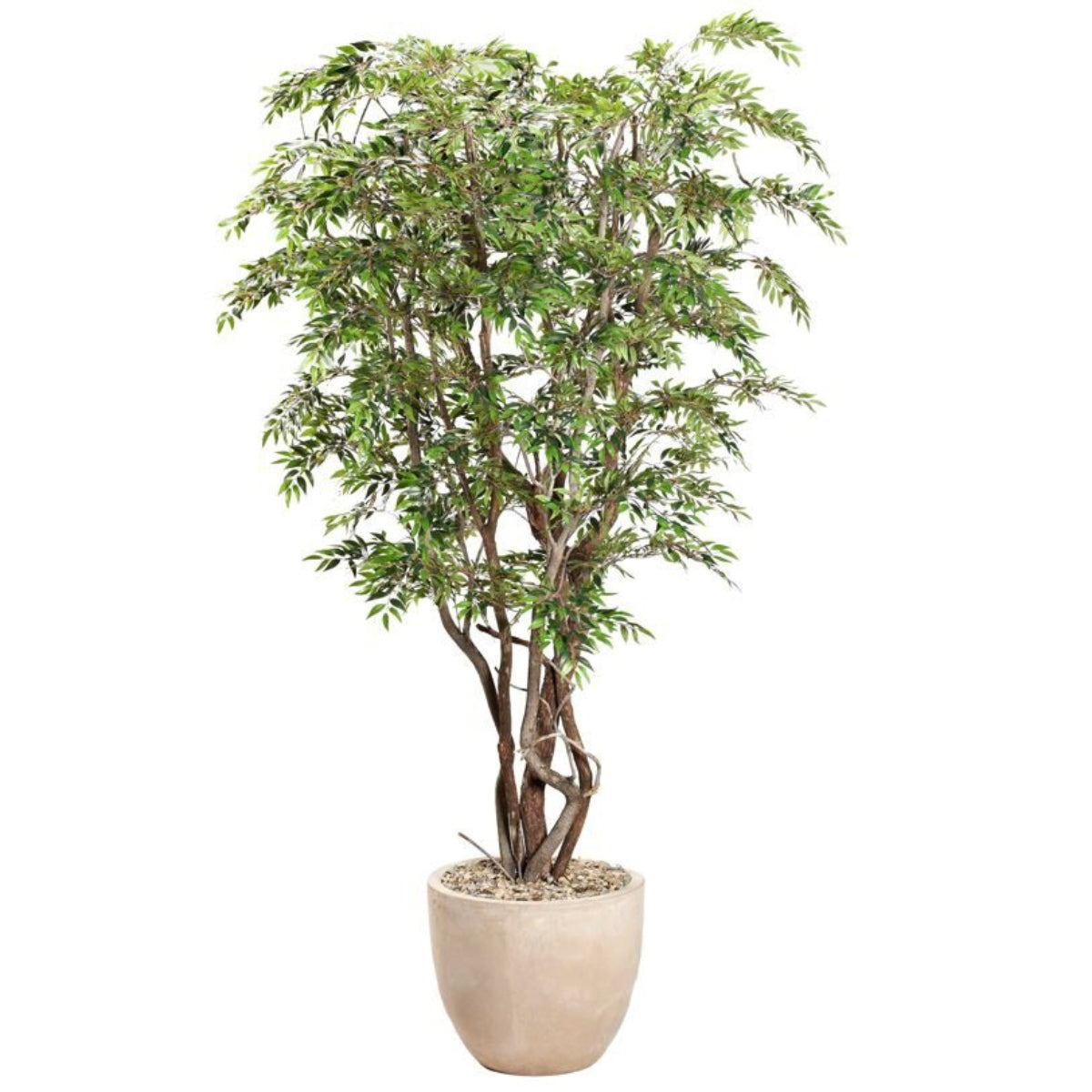 Árbol RUSCUS EN MACETA