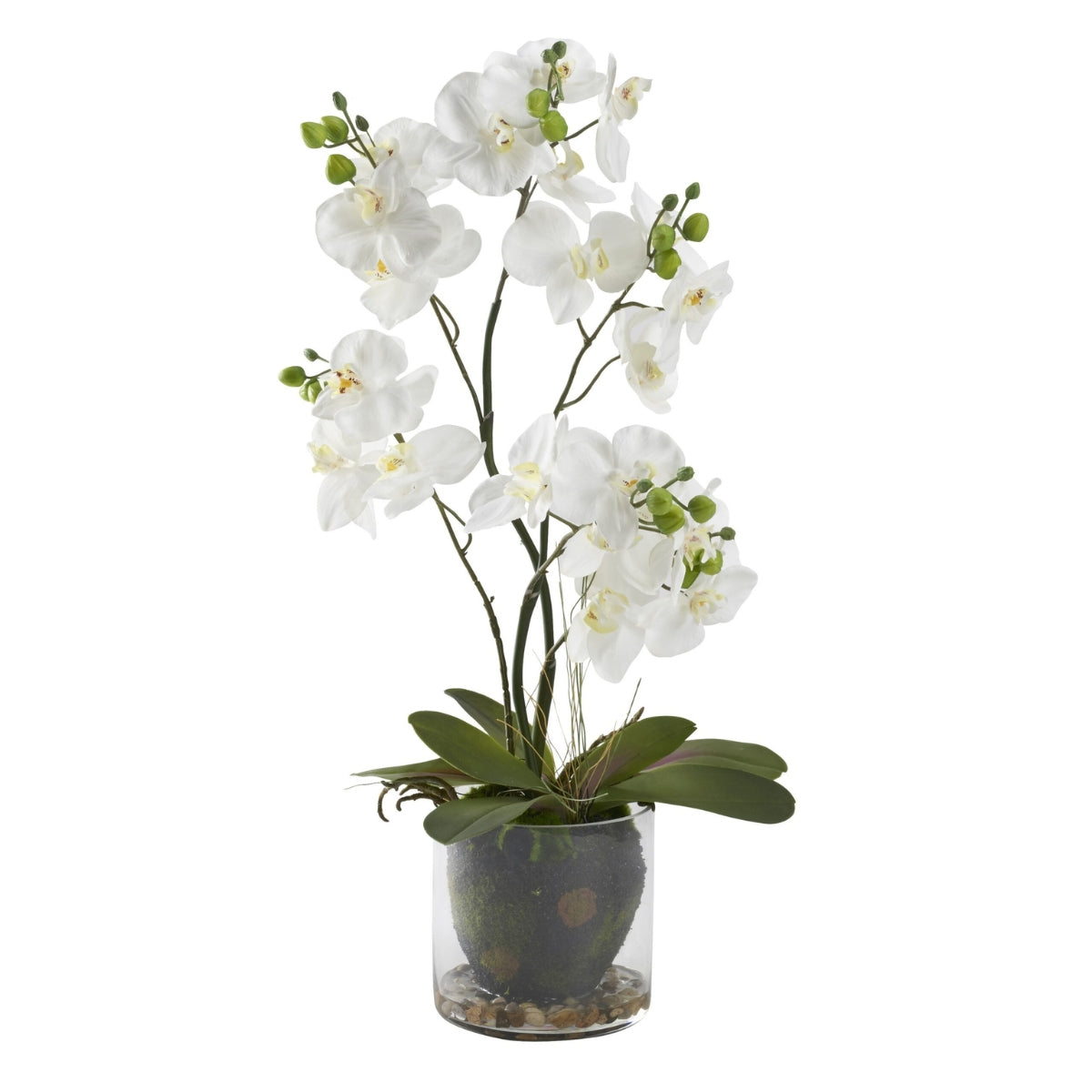 Planta ORQUIDEAS BLANCAS EN MACETAS DE VIDRIO