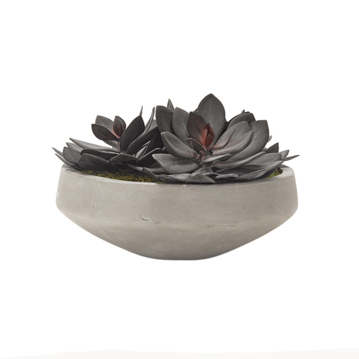 Planta ECHEVERIA XL EN MACETA DE CEMENTO