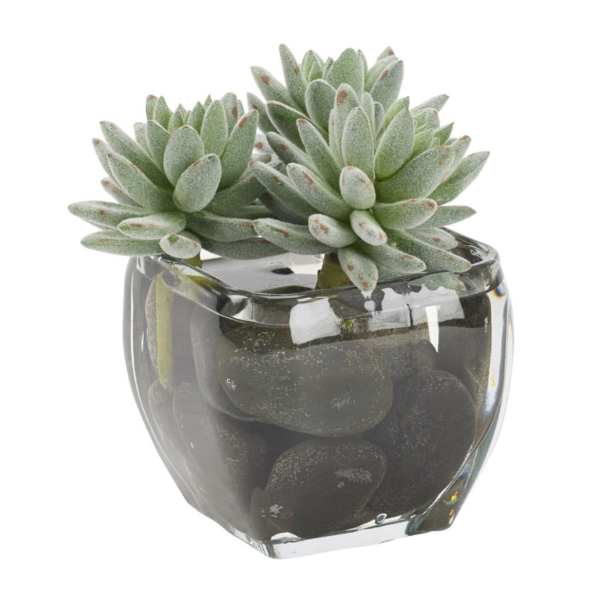 Planta AGAVE EN MACETA DE VIDRIO