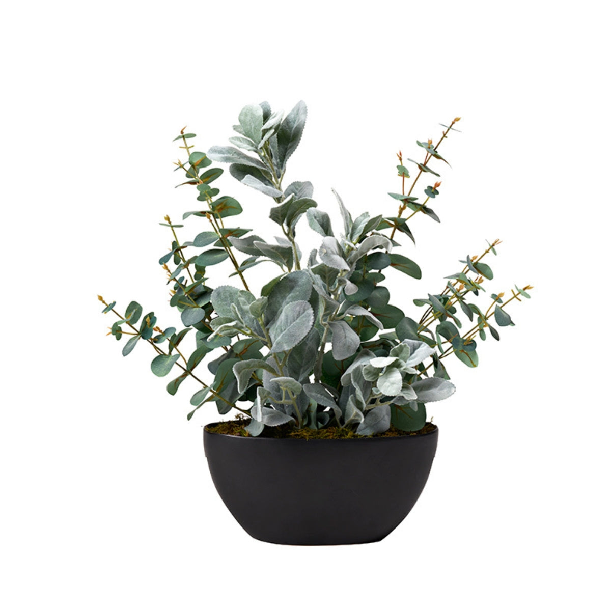 Planta DE EUCALYPTUS EN MACETA OVAL NEGRA