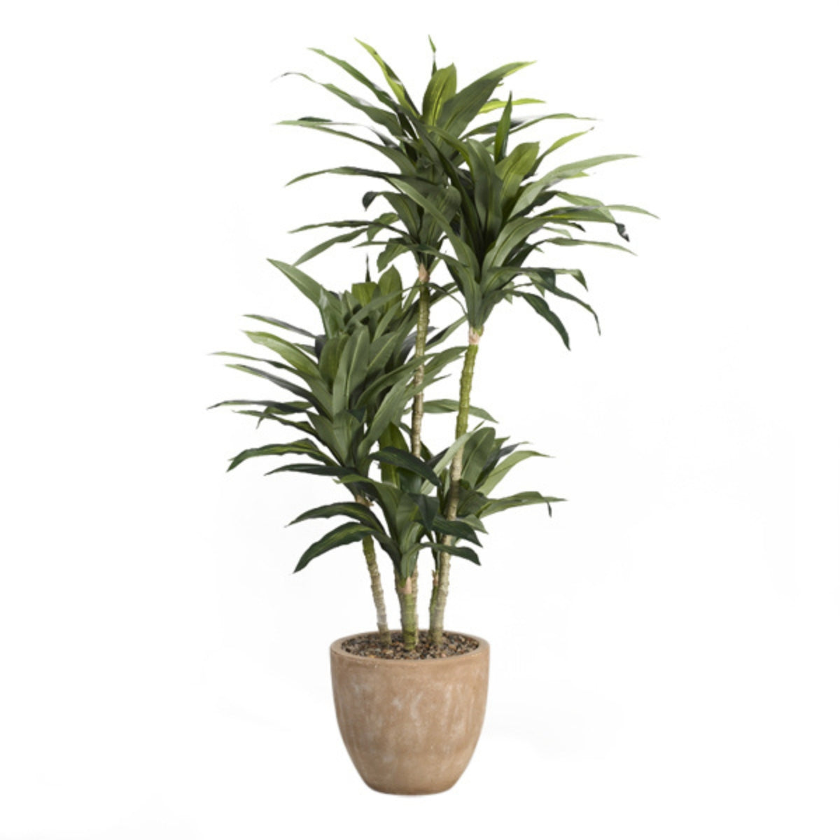 Árbol DRACAENA EN MACETA