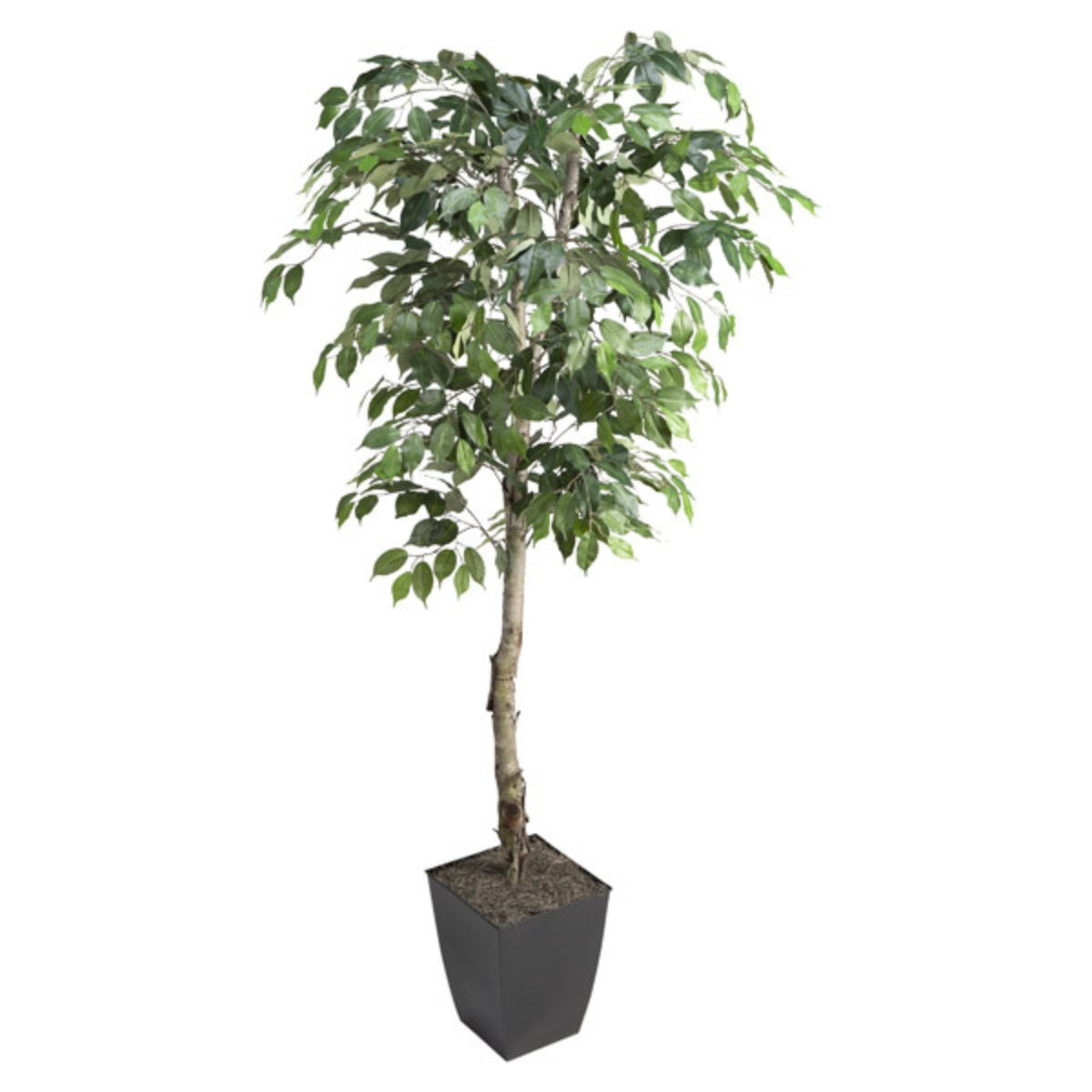 Árbol FICUS EN MACETA NEGRA